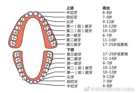 牙齒數量命運 總格27女